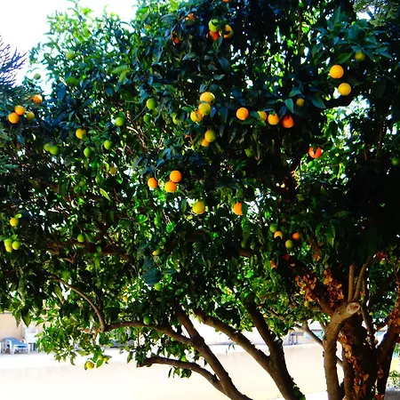 L'orangeraie *