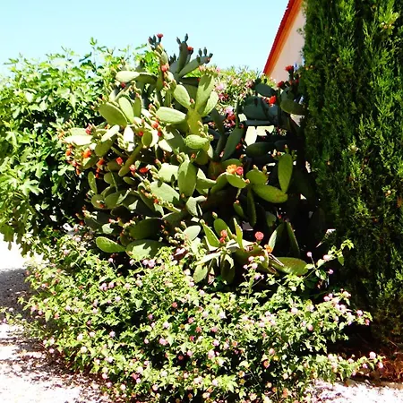 L'orangeraie
